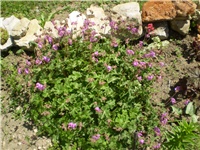 5aa69424-Picture 5911.jpg